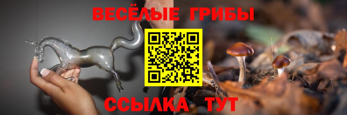 Галлюциногенные грибы Psilocybine cubensis Гурьевск